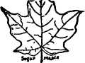 Sugar Maple