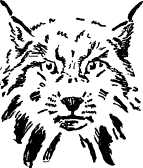 The lynx