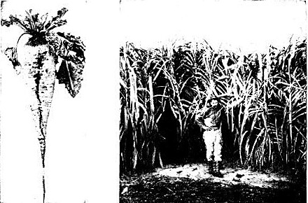 THE RIVAL SUGARS The sugar beet of the north has become a close rival of the sugar cane of the south