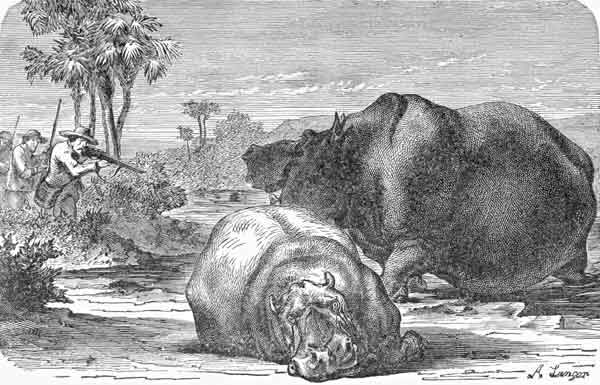 A BRAVE HIPPOPOTAMUS.