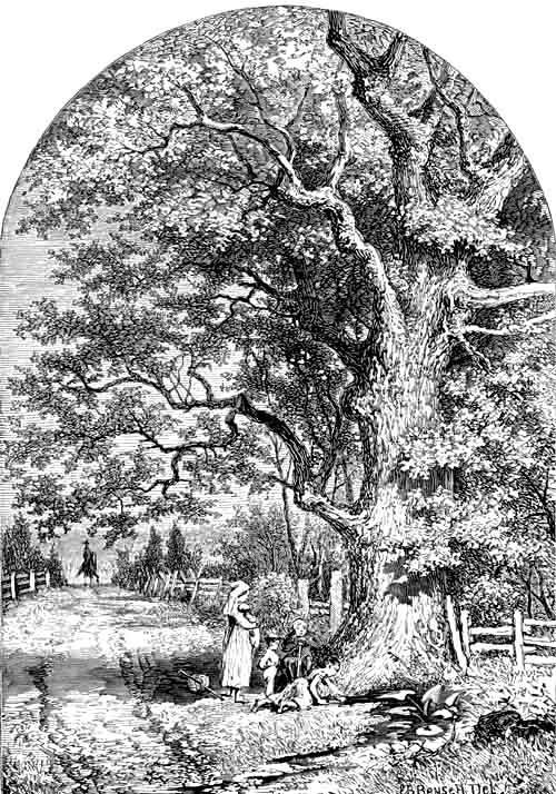 The Oak Tree