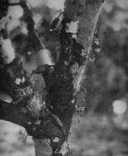 FLOWERS AND FRUITS ON MAIN BRANCHES OF A CACAO TREE (Reproduced from van Hall's Cocoa, by permission of Messrs. Macmillan & Co.).