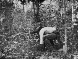 PLANTING CACAO, TRINIDAD, FROM YOUNG SEEDLINGS IN BAMBOO POTS.