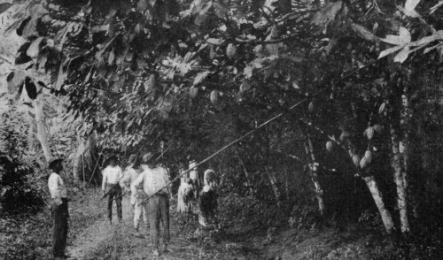 GATHERING CACAO PODS, TRINIDAD.