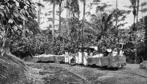 CHARGING THE CACAO ON TO TRUCKS IN THE PLANTATION, SAN THOMÉ.