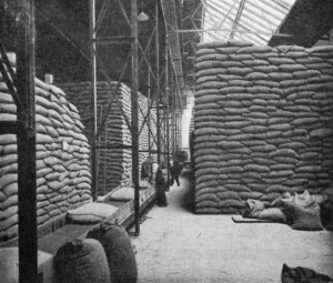 PART OF A CACAO BEAN WAREHOUSE, SHOWING ENDLESS BAND CONVEYOR. (Messrs. Cadbury Bros'. Works, Bournville).