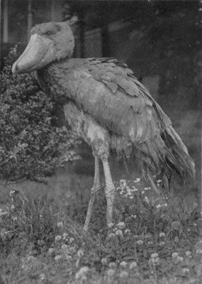 SHOEBILL