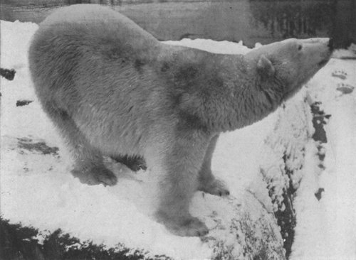 THE POLAR BEAR OF THE FAR NORTH