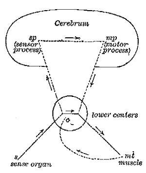 Fig. 2.—s c mt = reflex circuit; s c sp mp c mt = voluntary circuit.