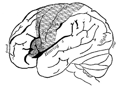 Fig. 3.—Outer surface of left hemisphere of the brain (modified from Exner): a, fissure of Rolando; b, fissure of Sylvius.