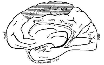 Fig. 4.—Inner (mesial) surface of the right hemisphere of the brain (modified from Schäfer and Horsley). In both figures the shaded area is the motor zone.