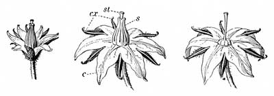 Fig. 39.