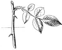 Fig. 45.