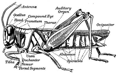 Fig. 137.