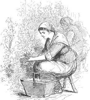 woman picking grapes