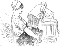 grape pickers