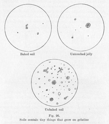 Fig. 26.  Soils contain tiny things that grow on gelatine