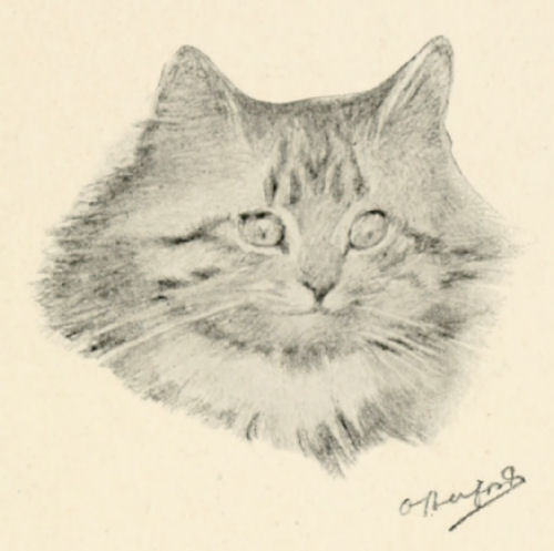 Portrait of a cat