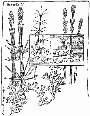 The Horsetail and the Jungle