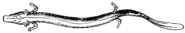 Fig. 1.—THE SEMI-BLIND SALAMANDER (PROTEUS ANGUINEUS) OF THE ADELSBERG GROTTO, IN AUSTRIA.