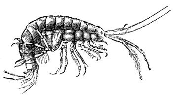 Fig. 8.—THE SAND FLEA (GAMMARUS PULEX). 