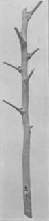 Fig. 13. Bud stick of present season's growth. The three lower, or basal, buds are best.