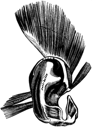 Rudimentary muscles of the human ear.