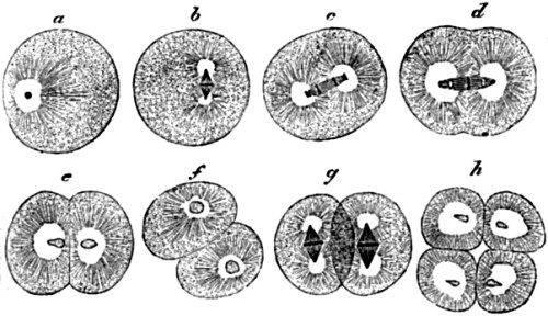 Stages in the division of the ovum of a worm.