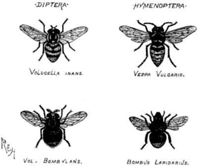 Two flies resembling a wasp and a bee.