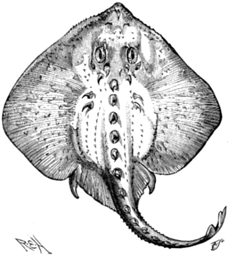 Raia radiata, representing the life size of the youngest individual in which muscle fibres have been found developing into electric cells.