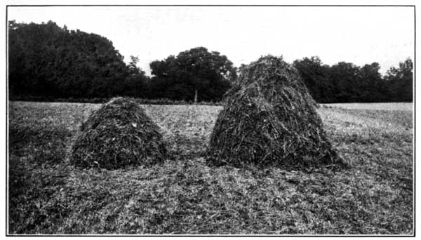 Limed and Unlimed Ends of a Plot at the Ohio Experiment Station