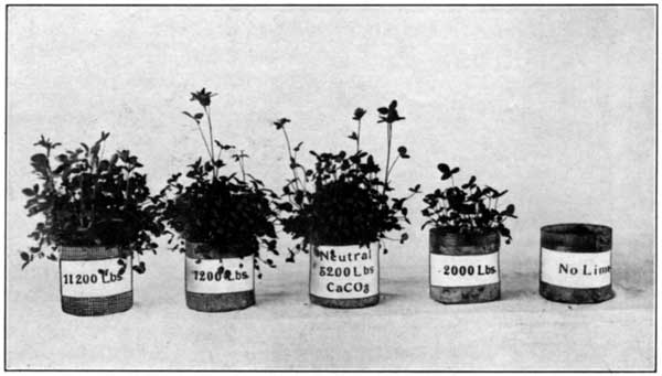 Effect of Finely Pulverised Limestone on Clover in a Soil Having a Lime Requirement of 5200 Pounds of Limestone per Acre at the Pennsylvania Experiment Station