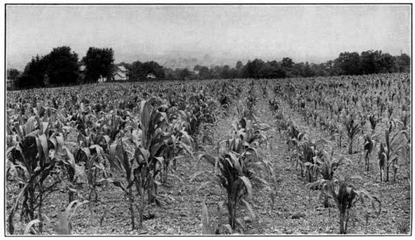 Lime Affects Growth of Corn at the Ohio Experiment Station