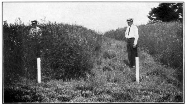 Remarkable Effect of Lime on Sweet Clover at the Ohio Experiment Station