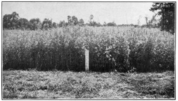 Sweet Clover Thrives When Lime and Manure Are Supplied, Ohio Experiment Station