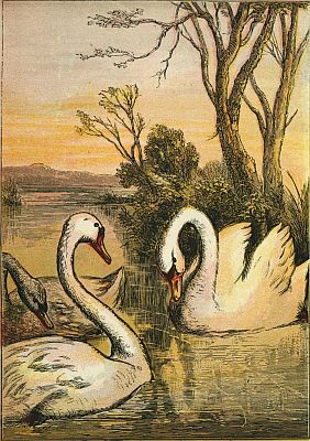 Swans