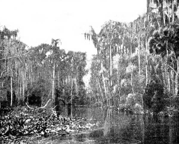 FLORIDA SWAMP