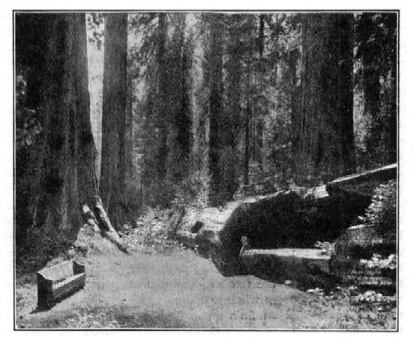 "Father of the Forest," Calaveras Grove.