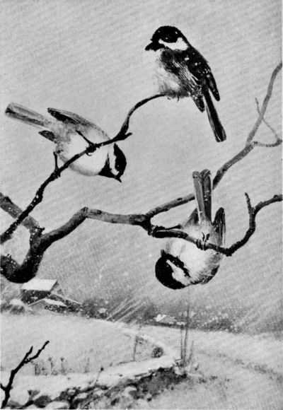 FIG. 3. (CHICKADEE)