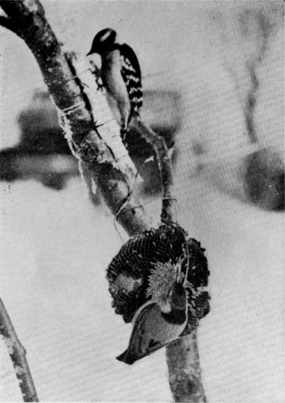 FIG. 7. DOWNY WOODPECKER (ABOVE) NUTHATCH (BELOW).