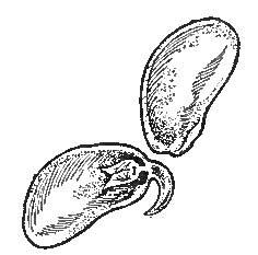 The Bean, Sprouting, To Show the Two Seed-leaves And The Embryo