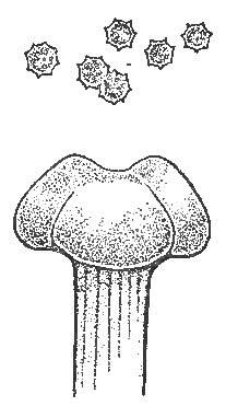 Pollen Grains (Magnified), and Stigma