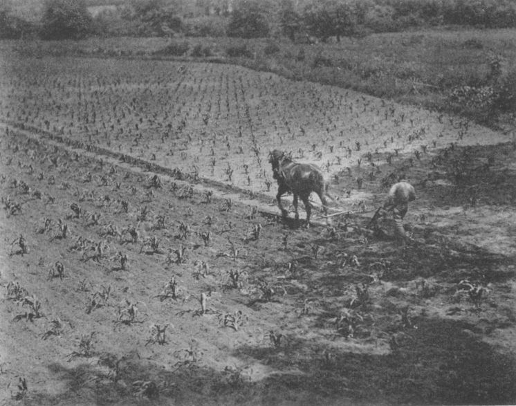 Cultivating, By L. Pokras, Brooklyn, N. Y.