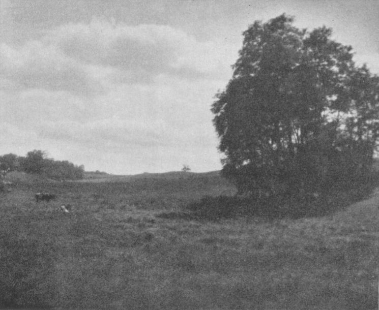 THE MEADOW, By Robert B. Montgomery, Brooklyn, N.Y.