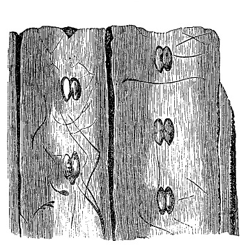 Fig. 29.