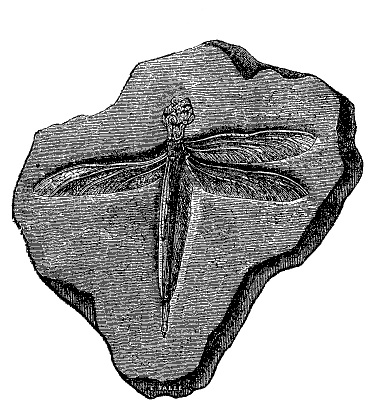 Fig. 45.