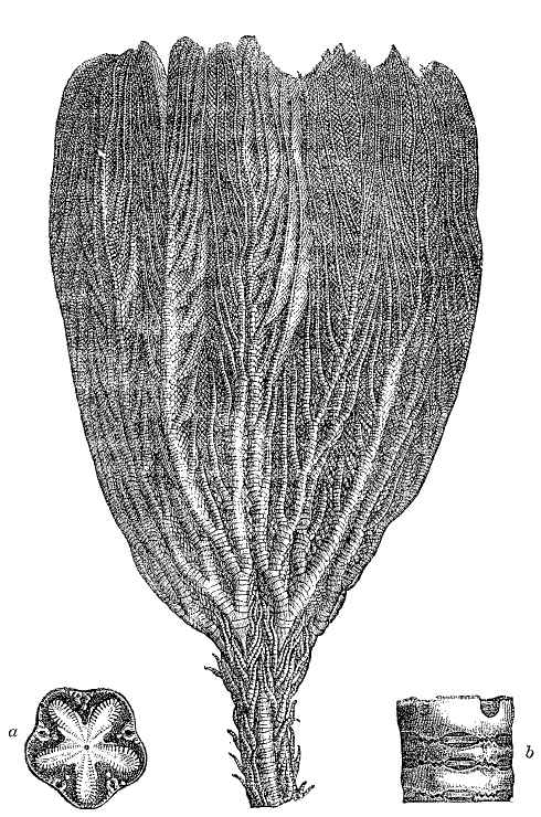 Fig. 97.