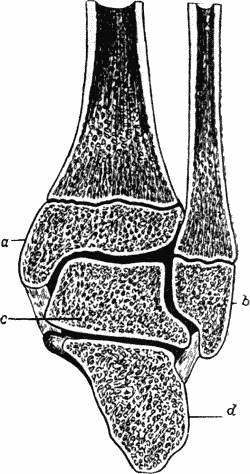 Fig. 93.—Section through Ankle-Joint showing relation of epiphyses to synovial cavity.