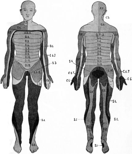 Fig. 205.—Distribution of the Segments of the Spinal Cord.