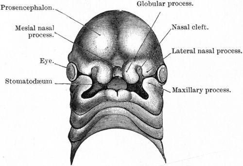 Fig. 231.—Head of human embryo about 29 days old, showing the division of the lower part of the mesial frontal process into the two globular processes, the intervention of the nasal clefts between the mesial and lateral nasal processes, and the approximation of the maxillary and lateral nasal processes, which, however, are separated by the nasal-orbital cleft. (After His.)